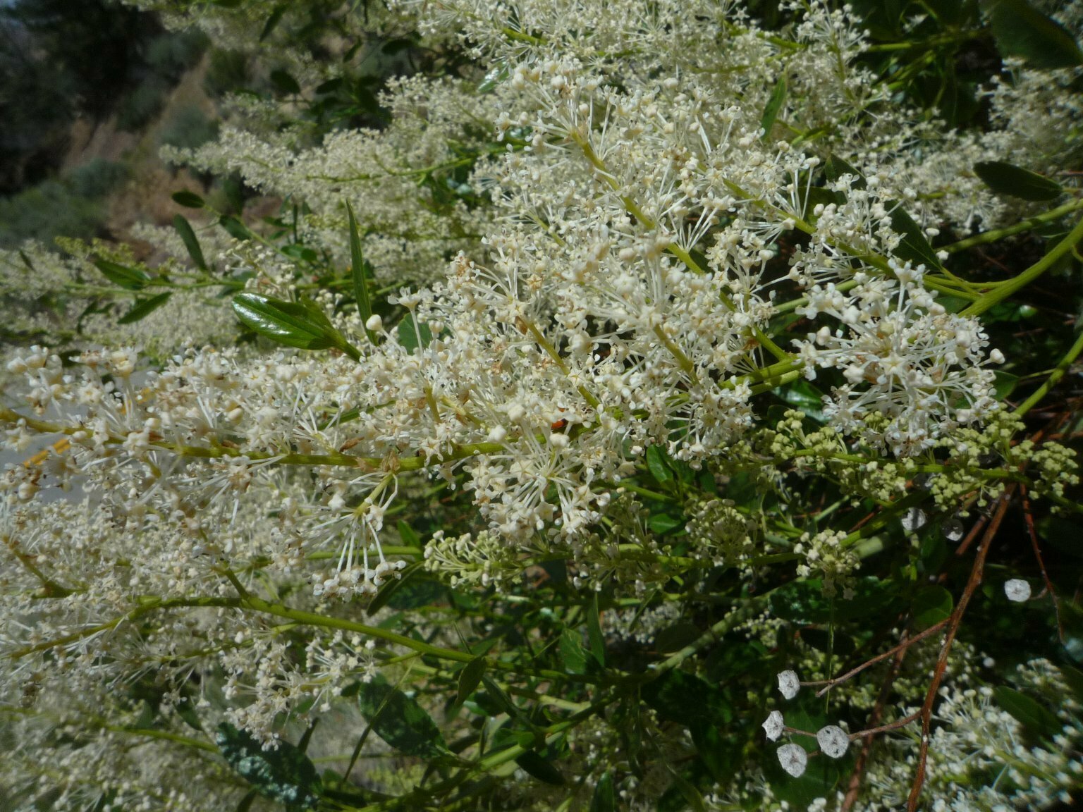 High Resolution Ceanothus integerrimus Flower